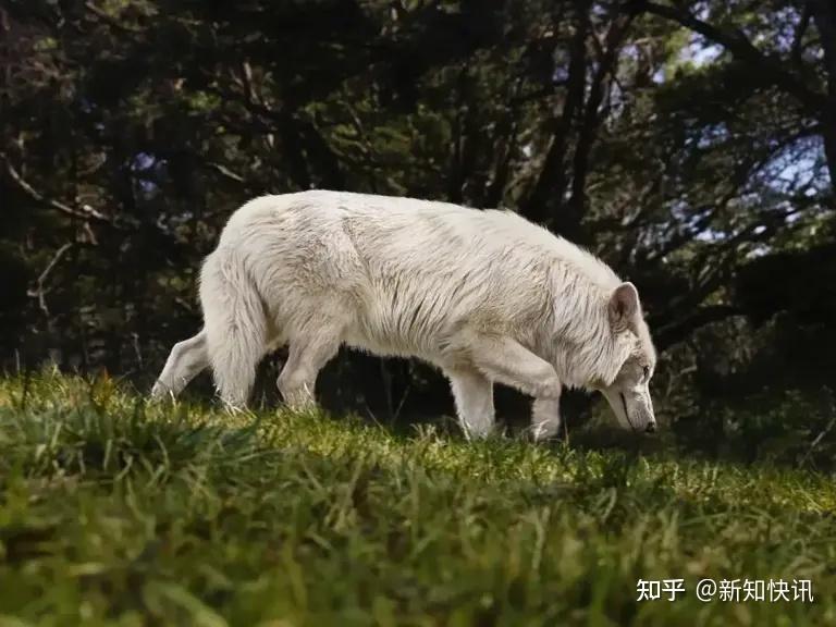 基因奇迹:灭绝万年的恐狼从化石中