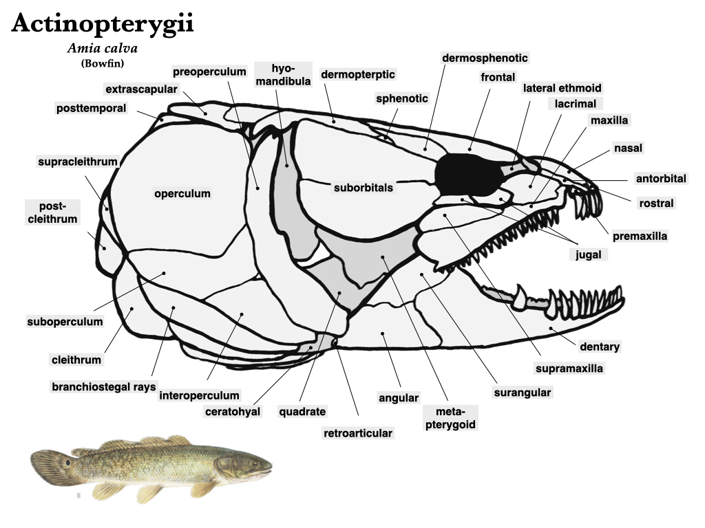 Dermocranium Fish Morphology of the Vertebrate Skeleton(Ⅱ) - 知乎