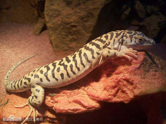 虎纹蜥蜴怎么饲养