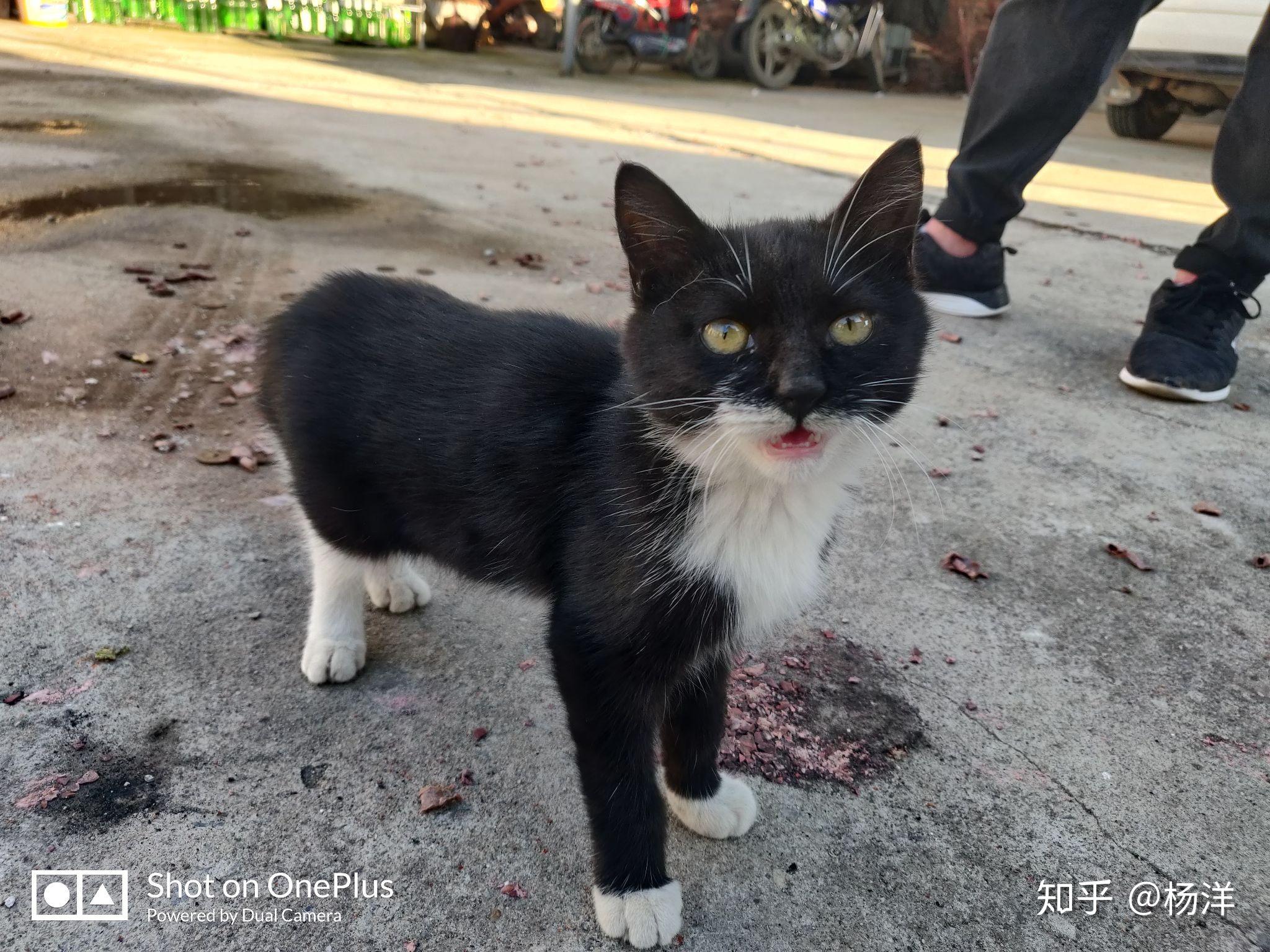 如何用手机拍好一只乌云盖雪的猫? - 知乎