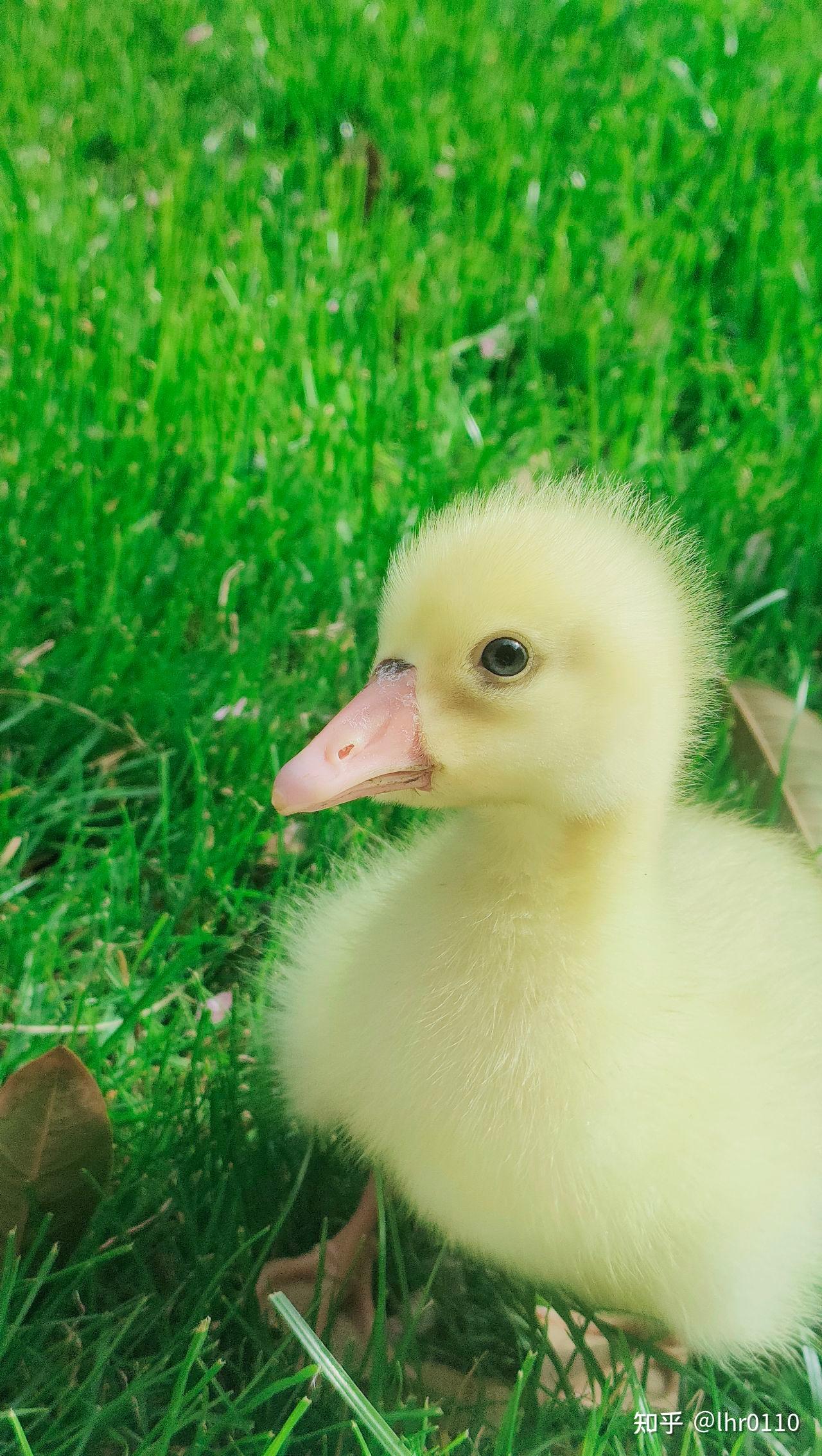 城市小区里养的鹅