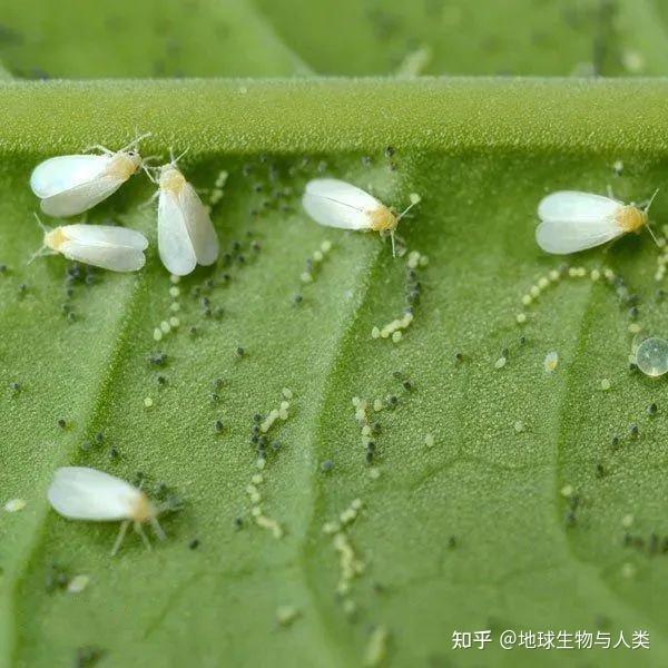 【动物界全系列】稻虱科—飞虱族(一):小黑飞虱 - 知乎