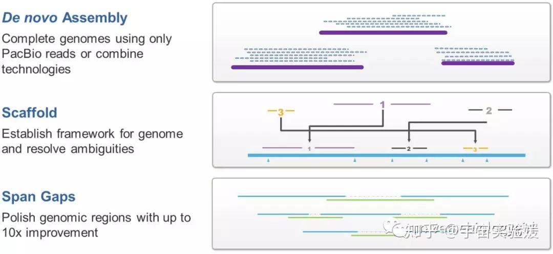 三代测序入门:PacBio数据分析 - 知乎