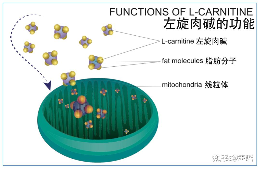 acetyl l carnitine with food or empty stomach Acetyl L Carnitine