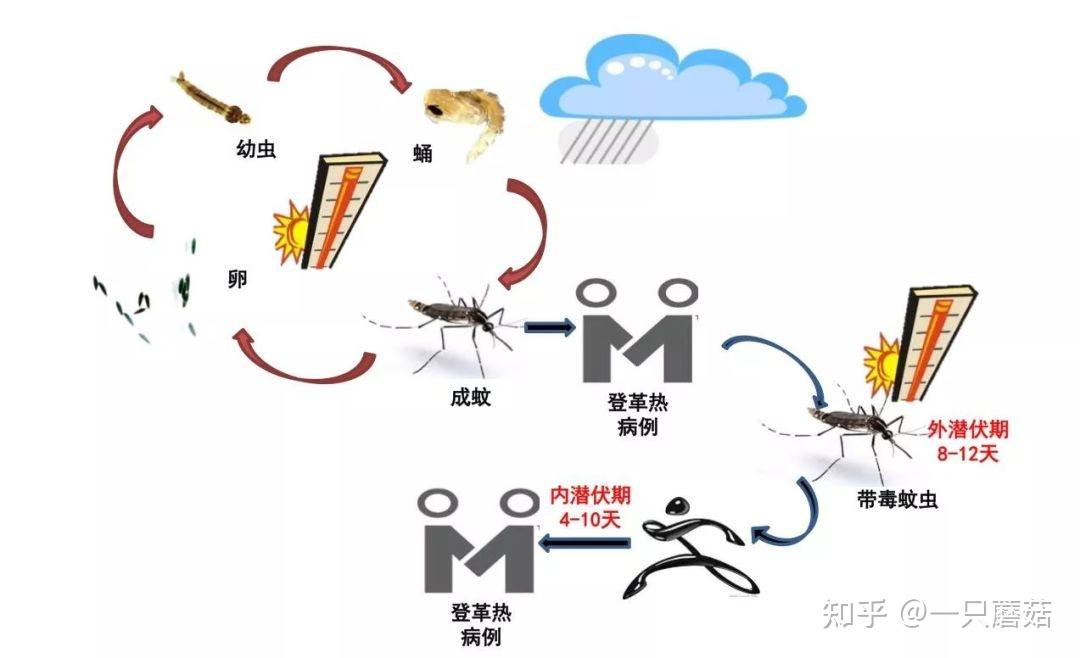 白点伊蚊图片