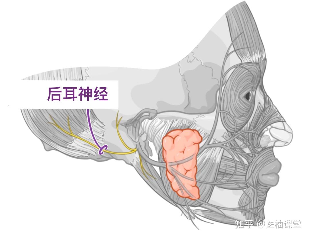 人体解剖学基础:面神经(CN VII) - 知乎