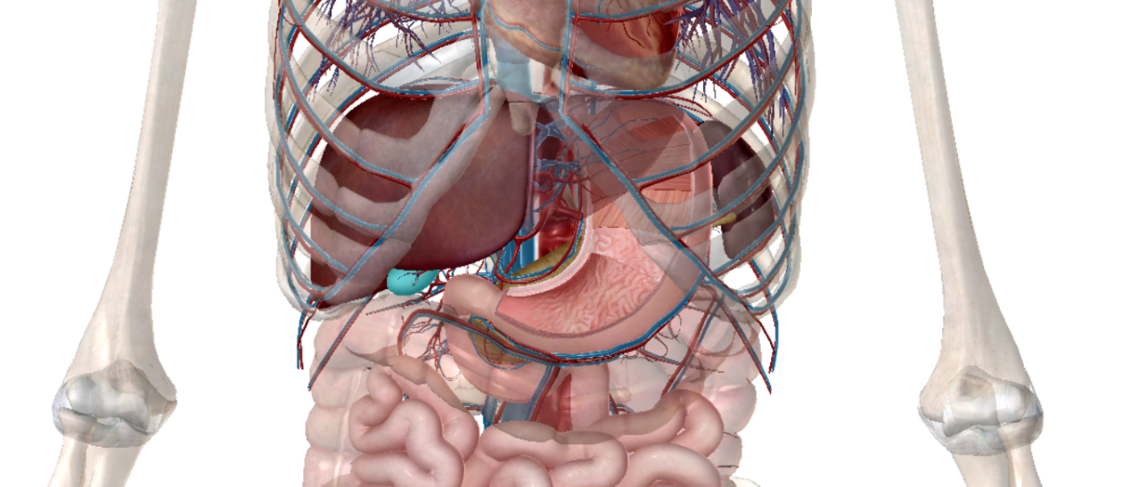 人的内脏都在什么位置