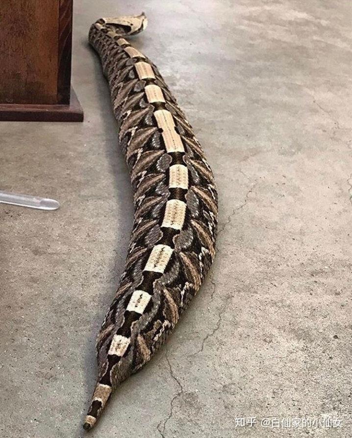 有哪些蛇是胖嘟嘟的