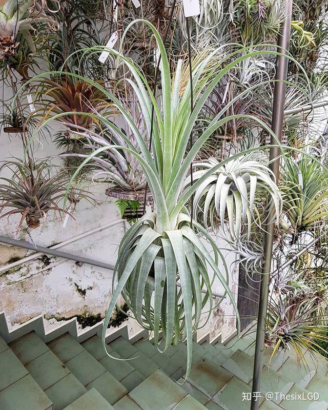 “懒人植物”空气凤梨,养活虽易,养好不易 - 知乎