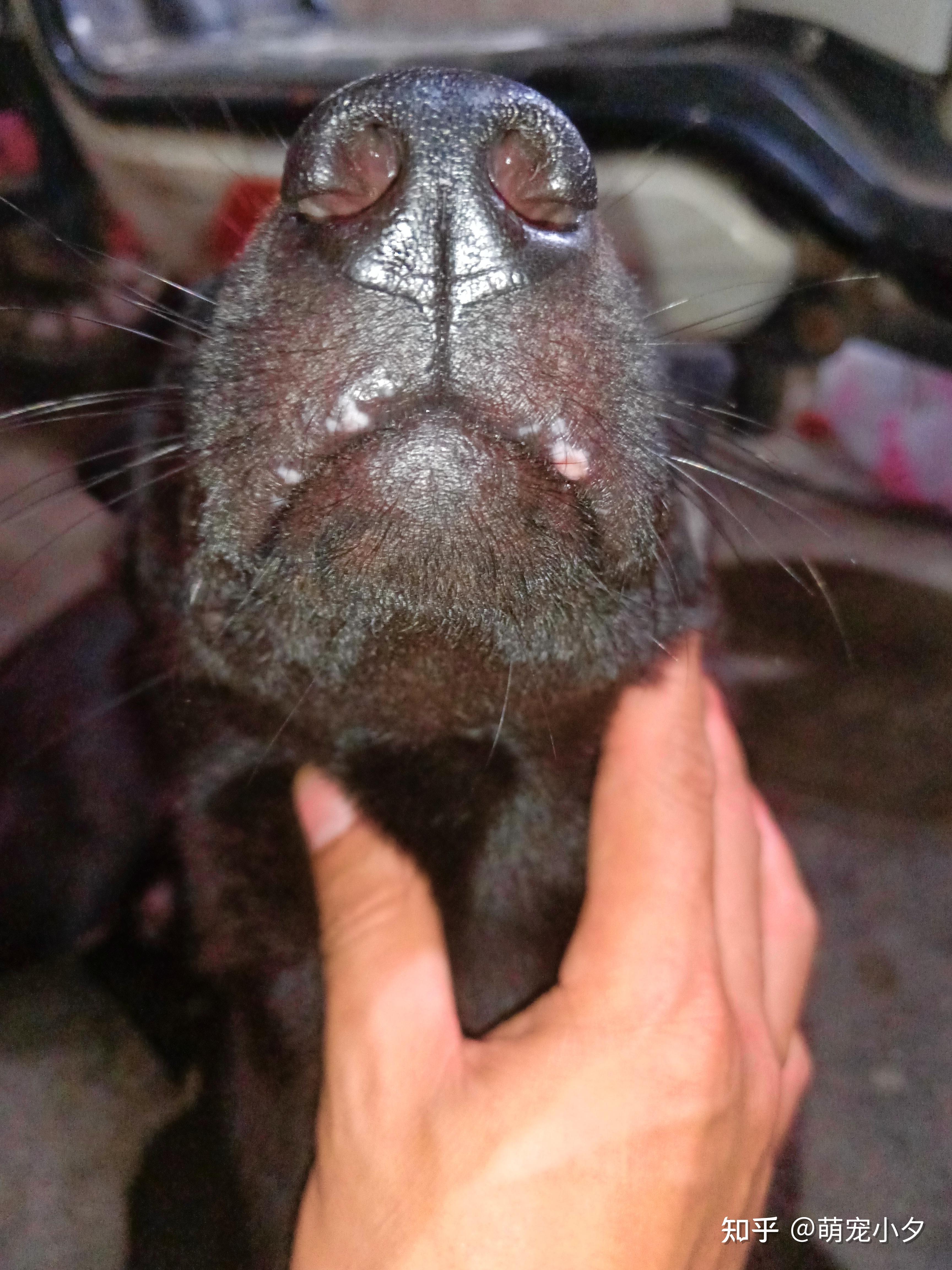 狗的胡须有什么用?