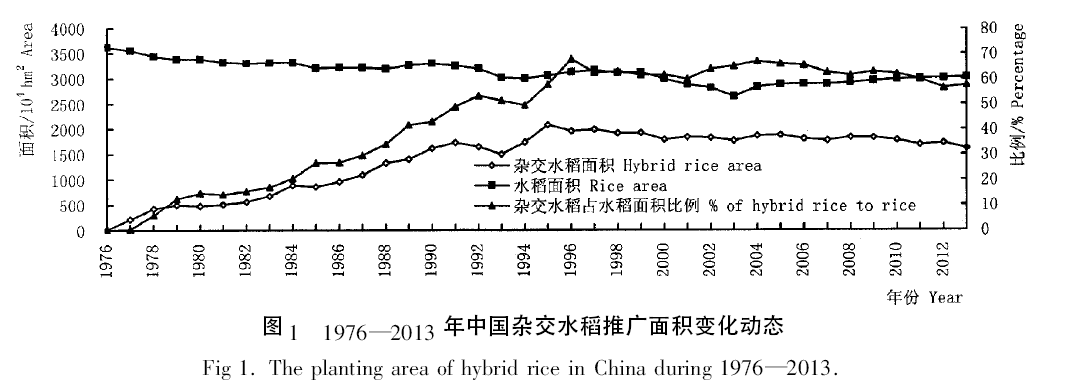 国色天香水稻品种产量图片