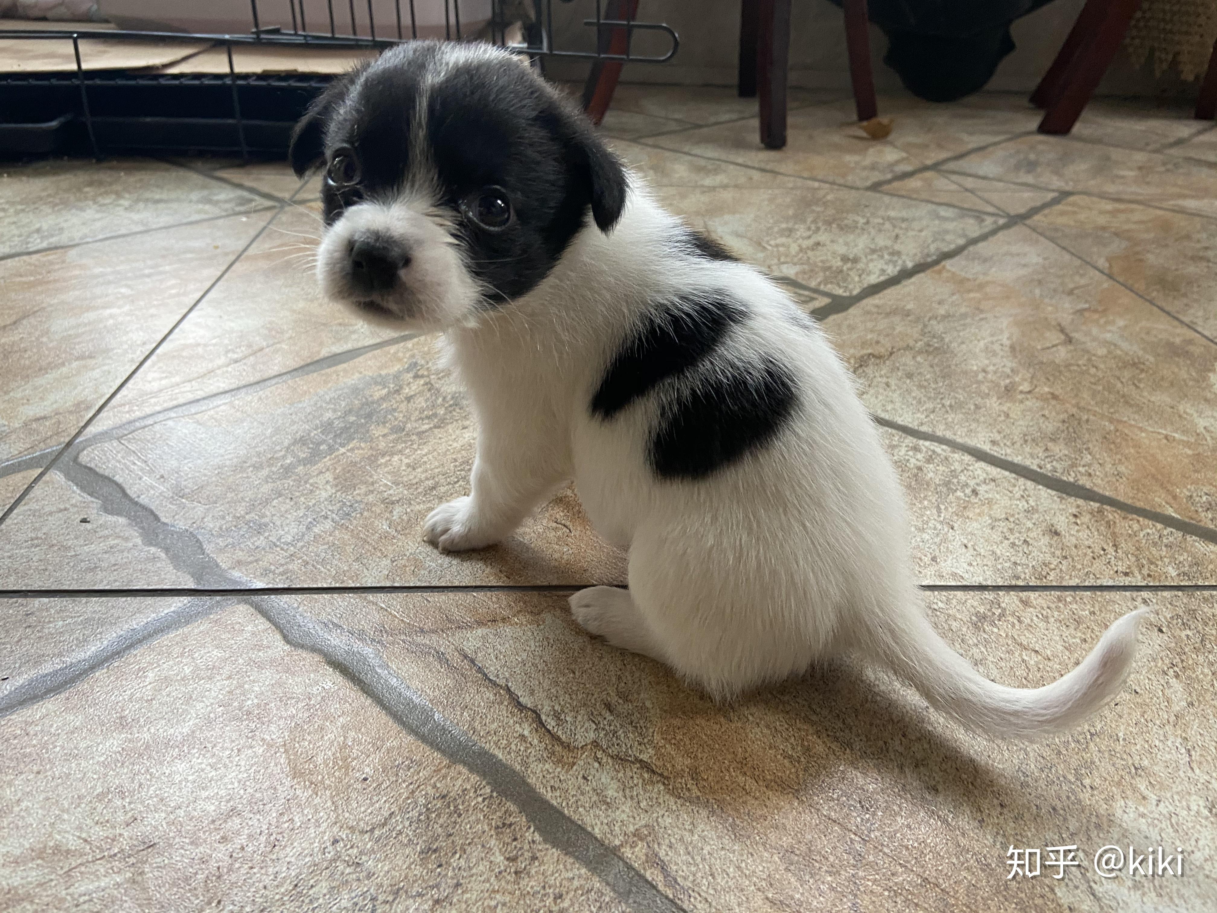 宠物店买的狗,老板说是柯基串串,我怎么越看它越像土狗? - 知乎