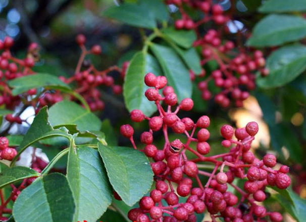 花椒加生姜 肠胃渐渐顺 知乎