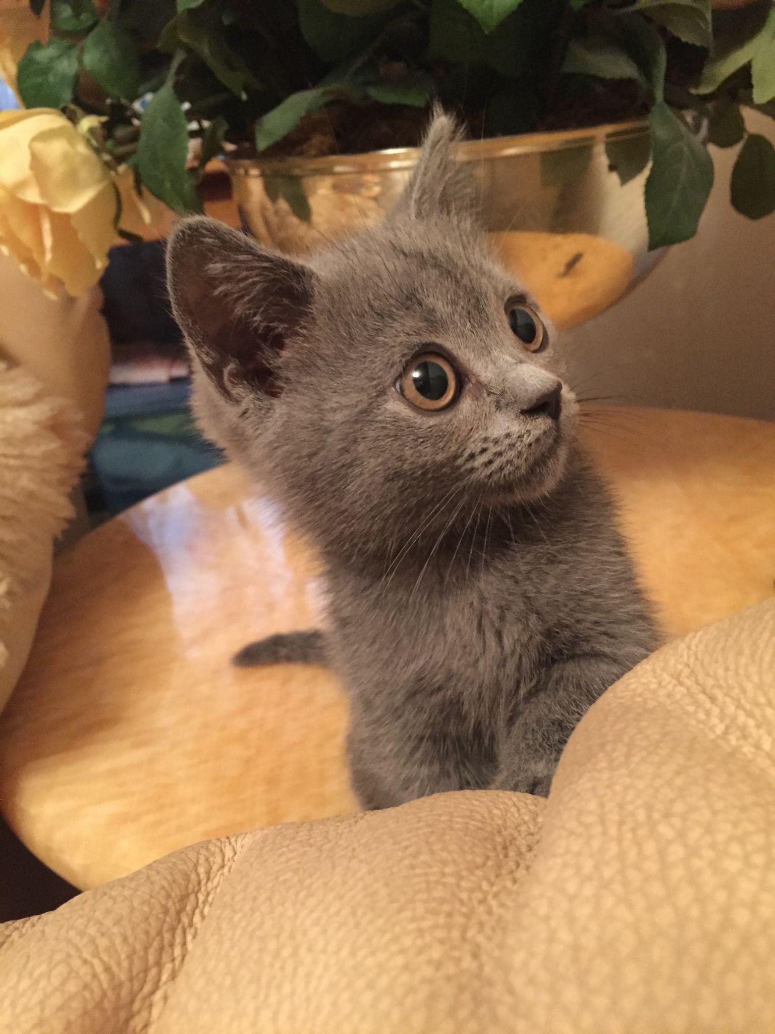 买家说是矮脚蓝猫,价格5800.