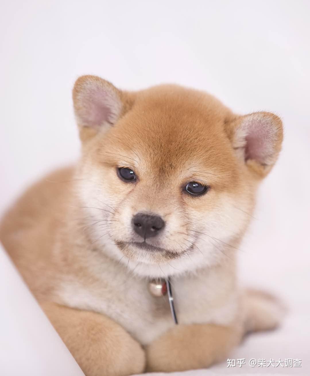 关于柴犬你都知道哪些呢？ - 知乎