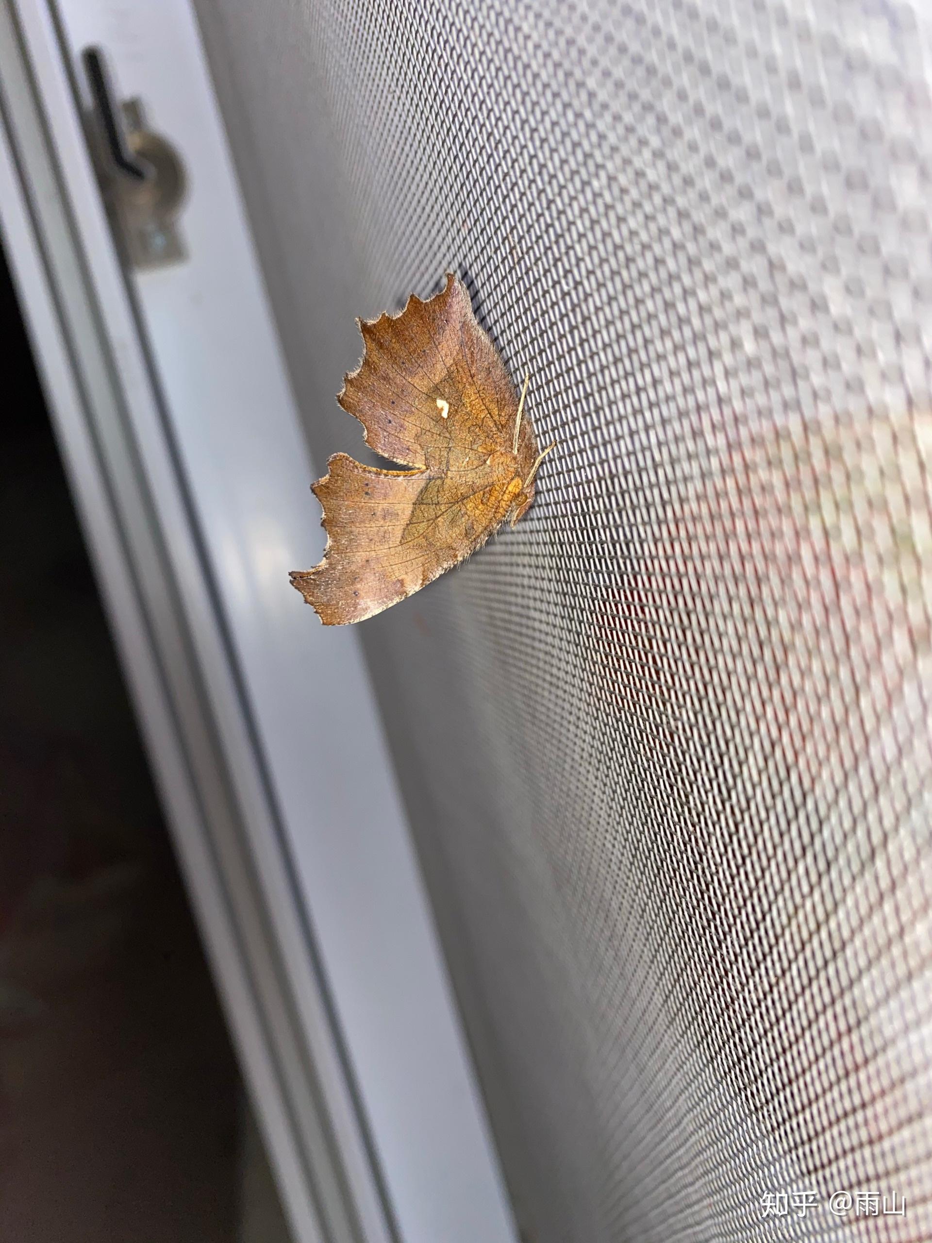 我在家里的窗户上发现了一只像枯叶的蛾子有没有大神科普一下
