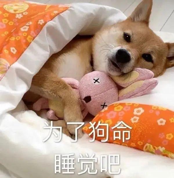 有哪些特别可爱的晚安表情包? - 知乎