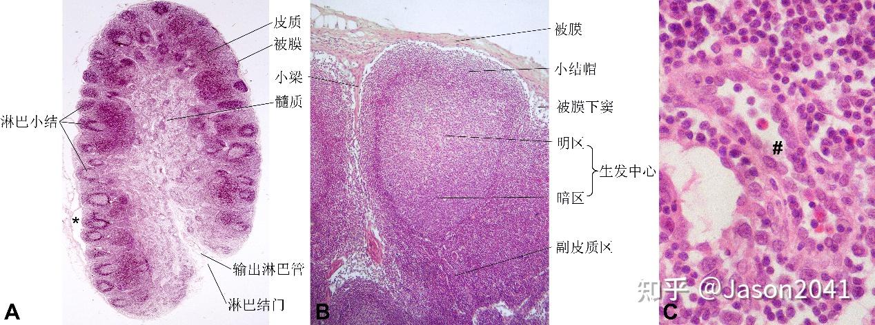 淋巴结的显微和超微结构 - 知乎