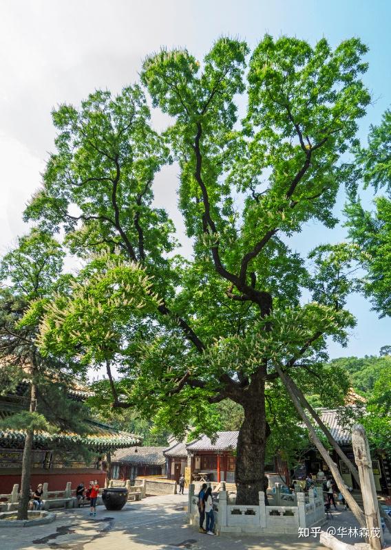 古树名木保护 | 探寻最美古树 守护绿色乡愁 - 知乎