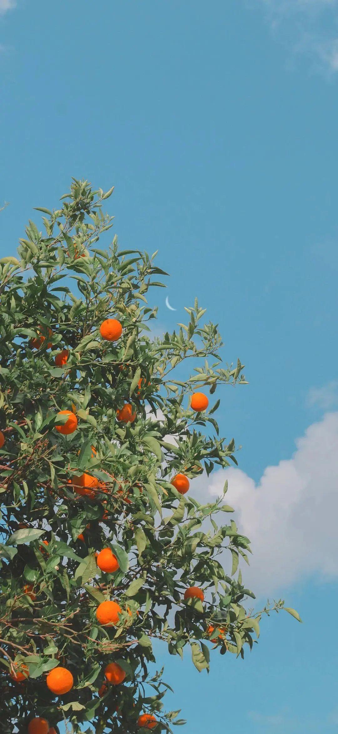 有哪些让你一眼万年的绿色系壁纸?(绿色壁纸大全图片清新自然)