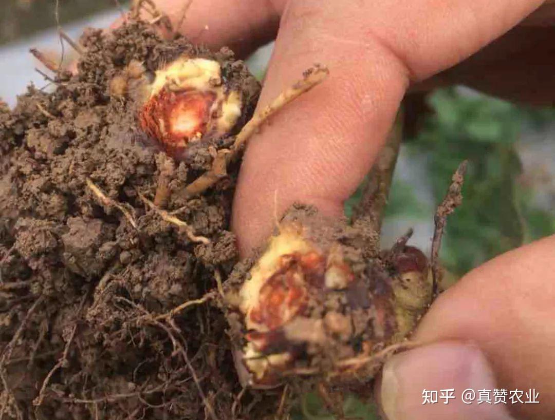 黄精种植如何防治根腐病?黄精根腐病爆发用什么效果好! - 知乎