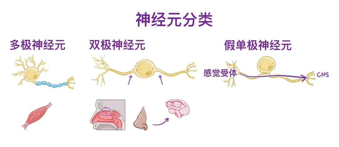 人体解剖学基础:中枢神经和周围神经 - 知乎