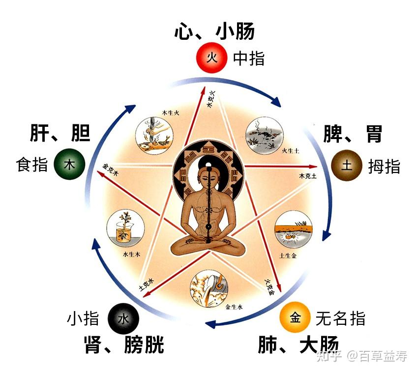 百草益寿:五指对五脏,手指望诊检测五脏健康 - 知乎