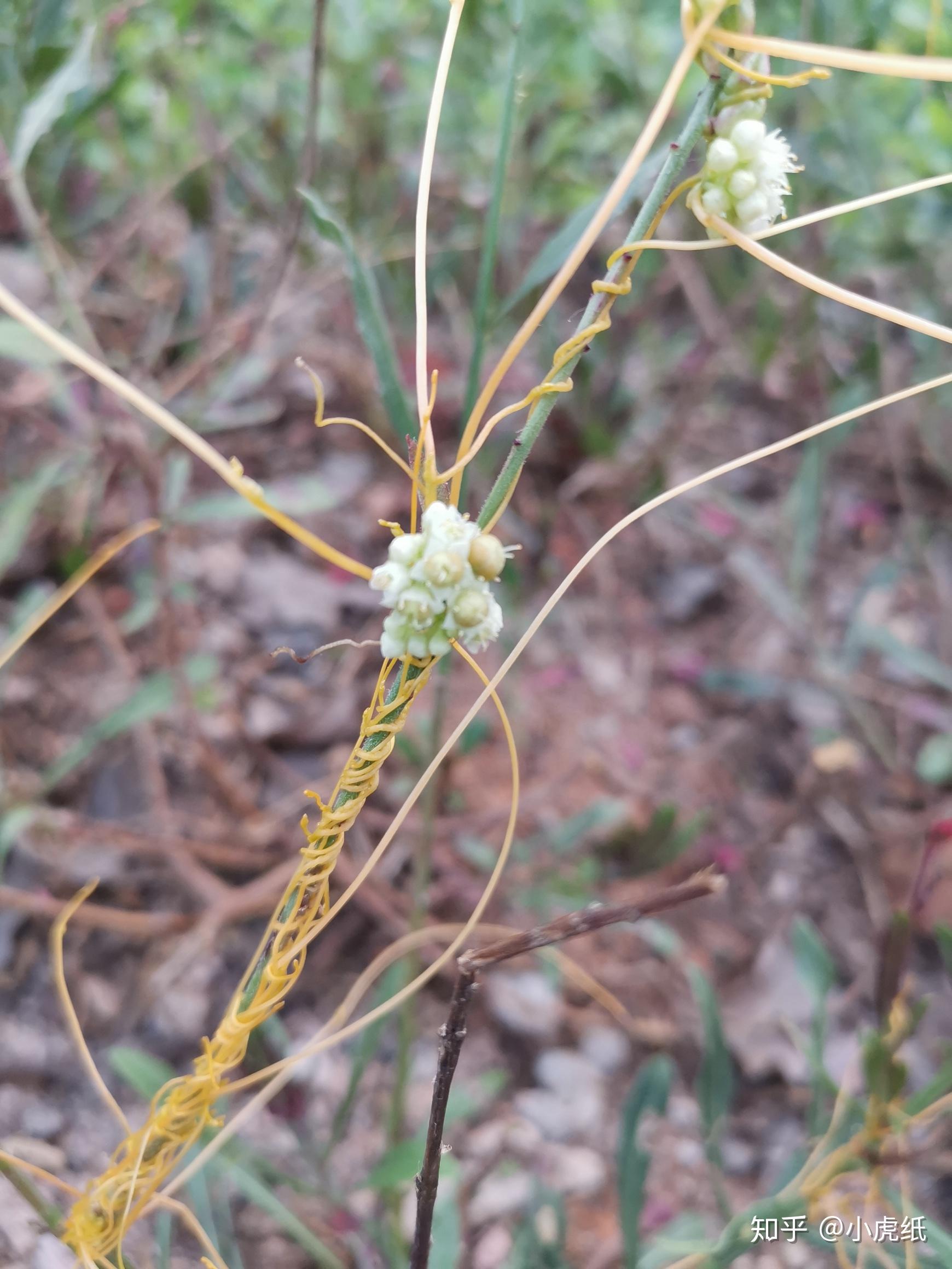 寄生植物菟丝子长什么样? - 知乎