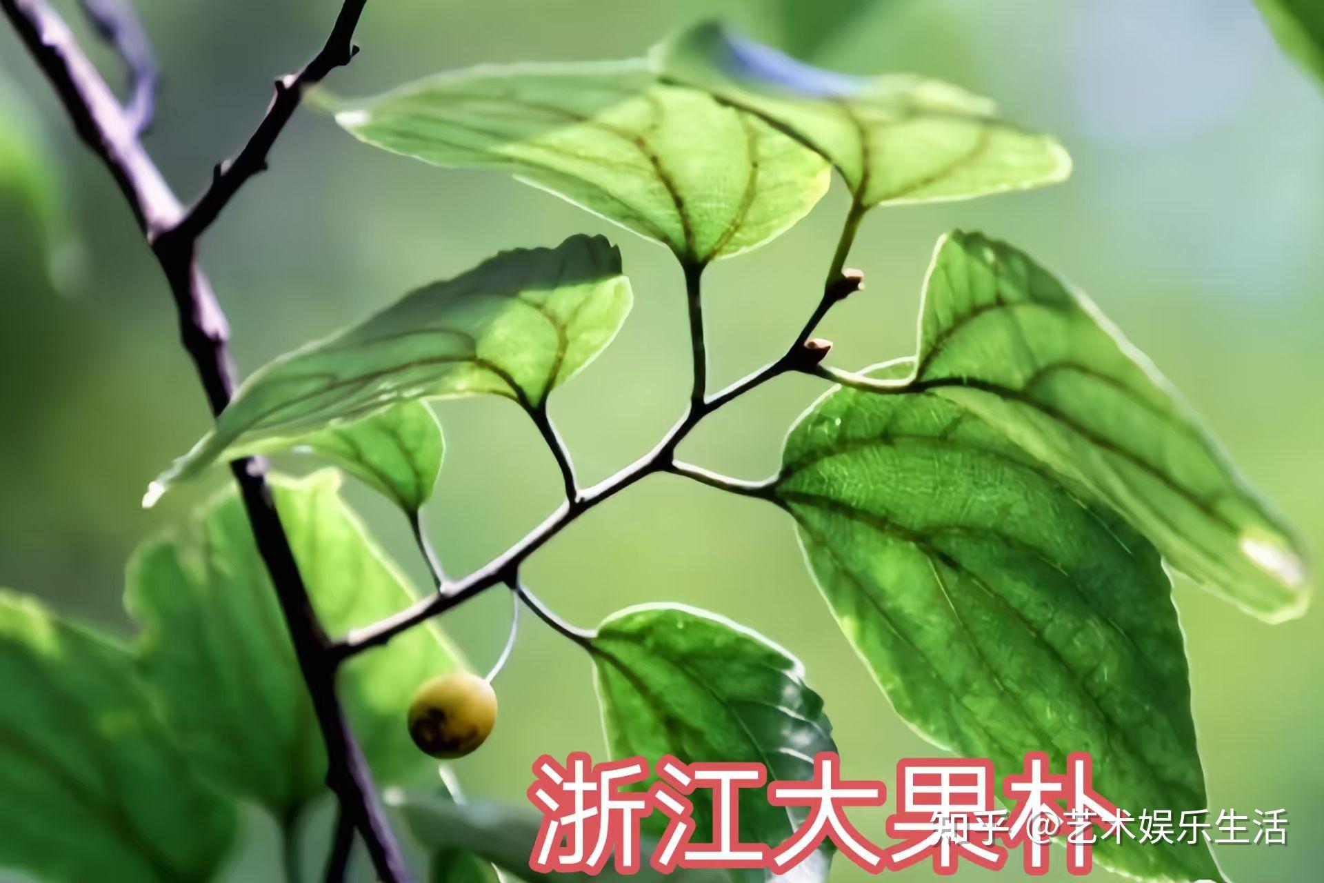榆科植物有哪些 - 知乎