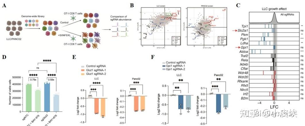 Cell Metabolism | 最新发现：糖酵解助力肿瘤细胞免疫逃逸机制 - 知乎