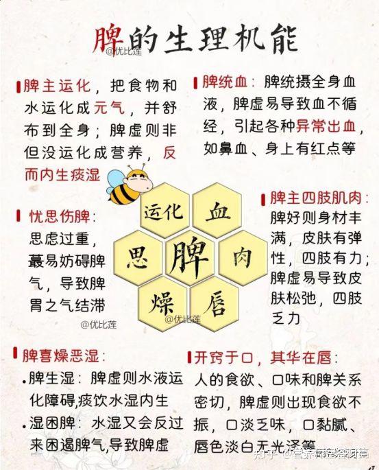 脾的作用及生理功能 - 知乎