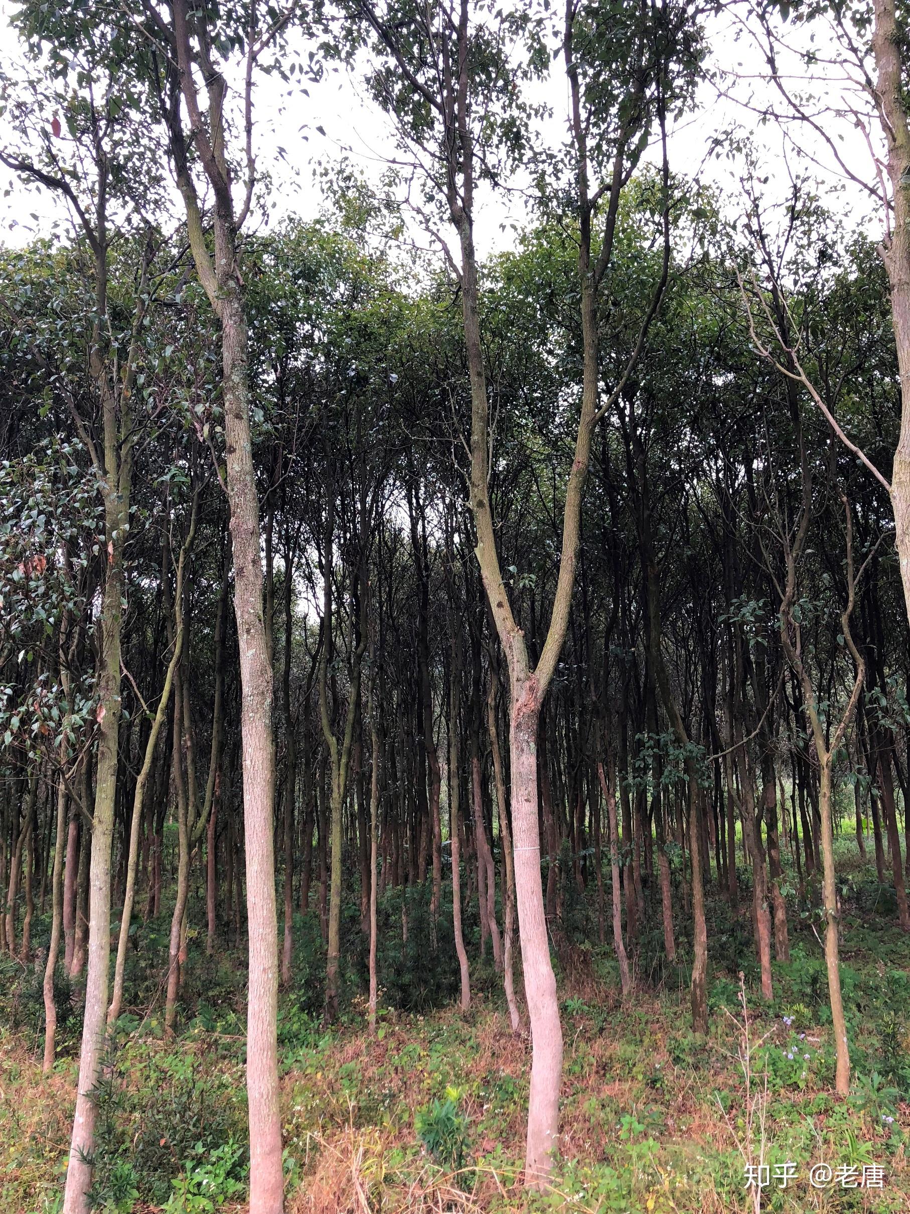 有没有看见过海南黄花梨大树的(附照片)?