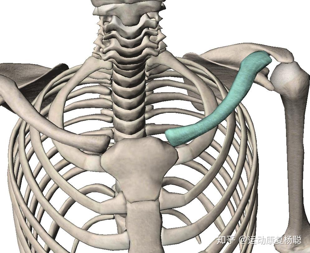 锁骨前后弯曲怎么矫正