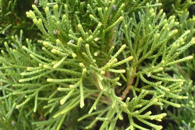 200种 · 超全植物知识汇总（上篇） - 知乎