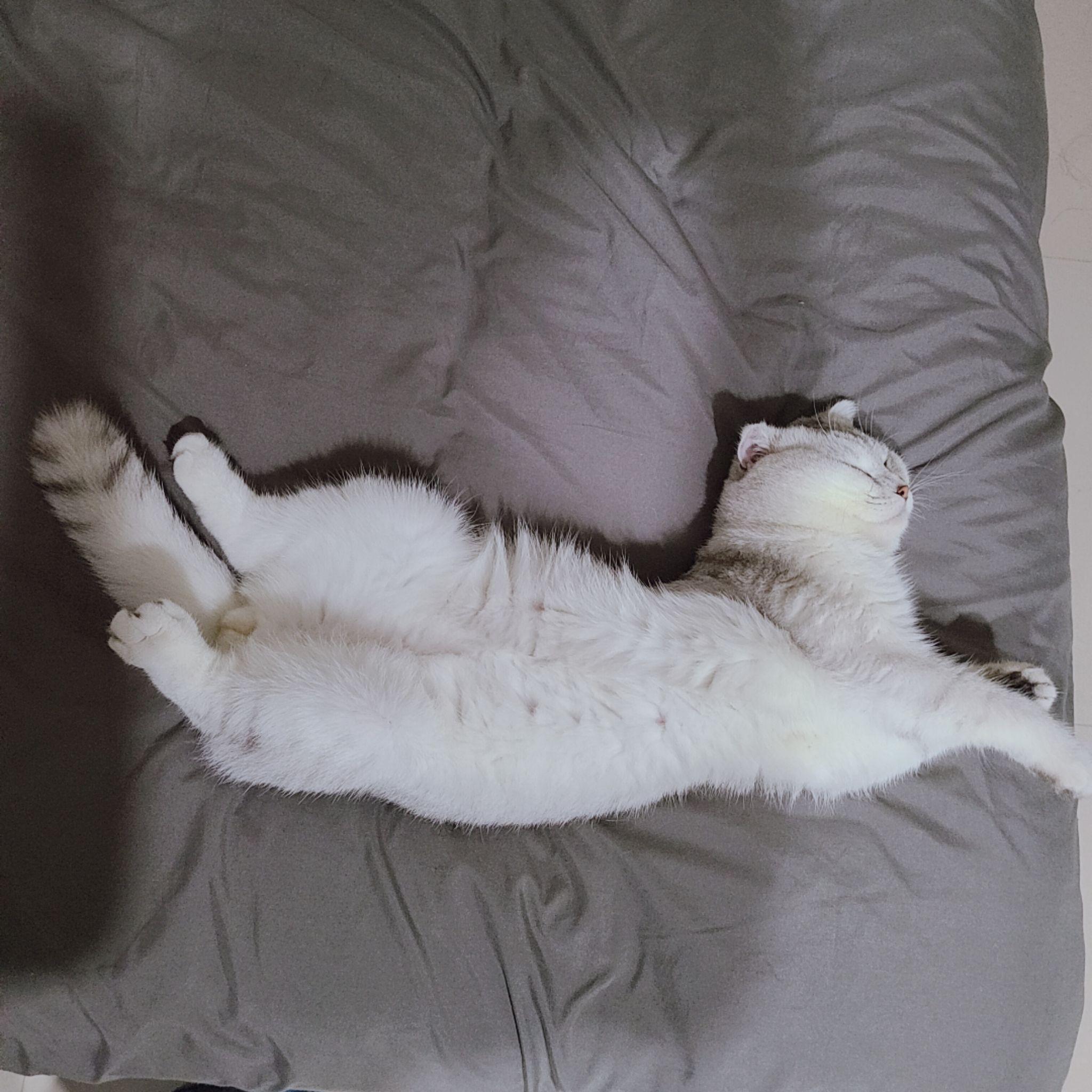 你家里猫最妖娆的睡姿啥样