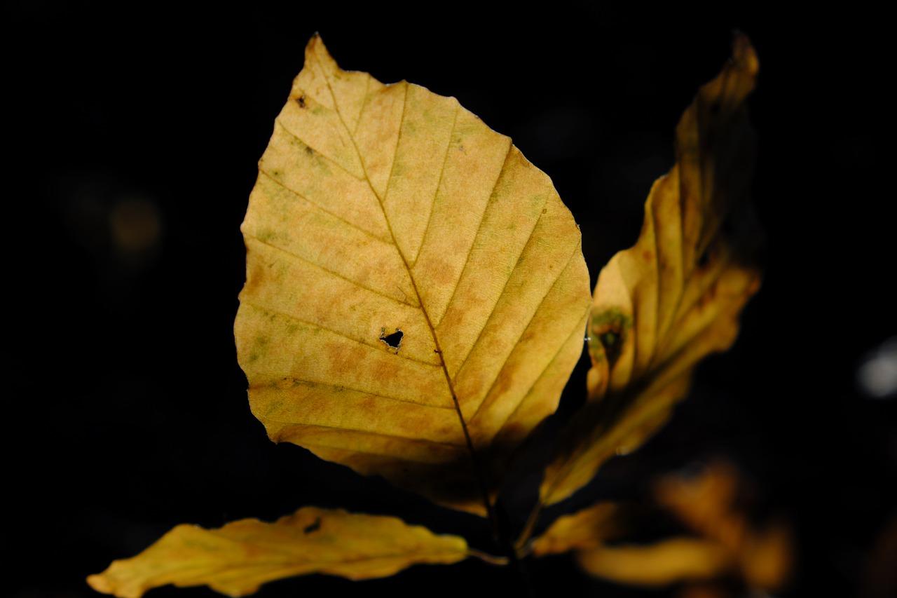 1. 黄叶原因排查