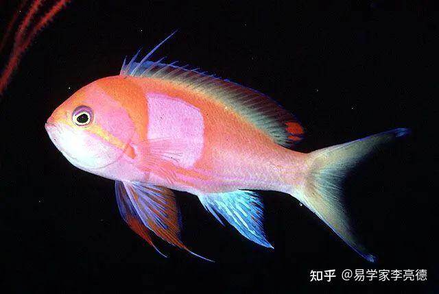 十大风水鱼排名:家庭公司适合养什么风水鱼催财又旺运？ - 知乎