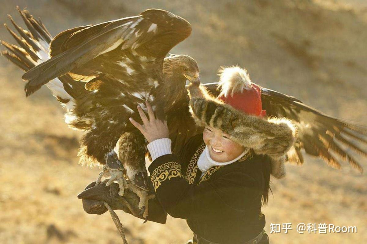 熬鹰到底有多难?七天七夜不合眼,还有人最后把自己熬死了 - 知乎