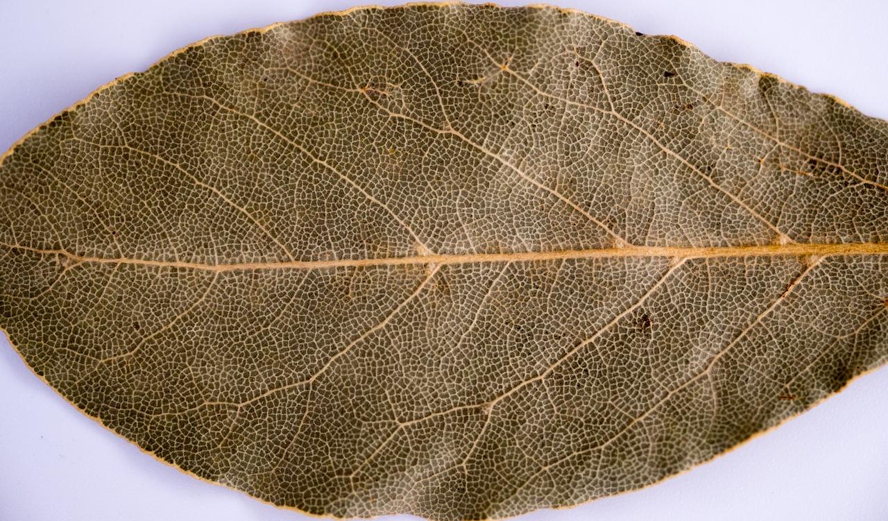 一帆风顺叶子发黄是什么原因