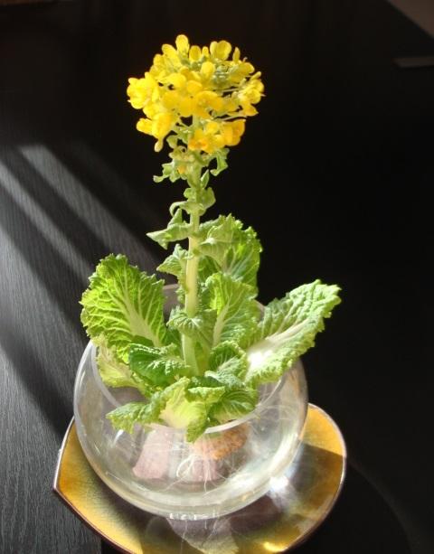 富贵竹几天喷一次水呢 v2-f585a170104ea4ad567d0e4c11235b6c_1440w.jpg?source=172ae18b