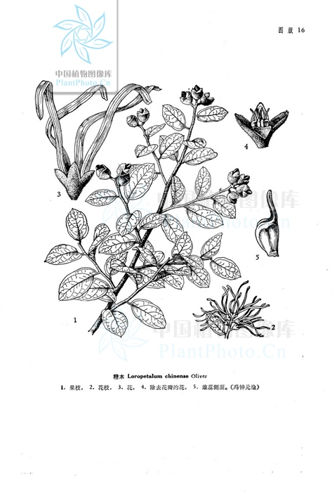 红花檵木是完全叶吗? - 知乎