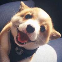 Zhihu profile picture for @thermal