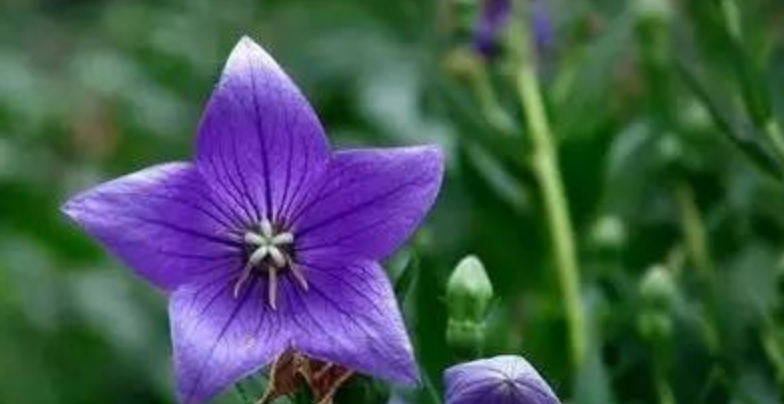 最全花语 118种花 118种爱的含义 你都知道吗 知乎 最全花语 118种花 118种爱的含义 你都知道吗 知乎