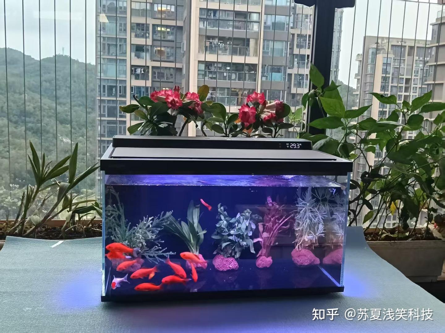 618 桌面智能鱼缸深度测评 当贝 2S Ultra 凭什么是小缸养鱼的标准答案