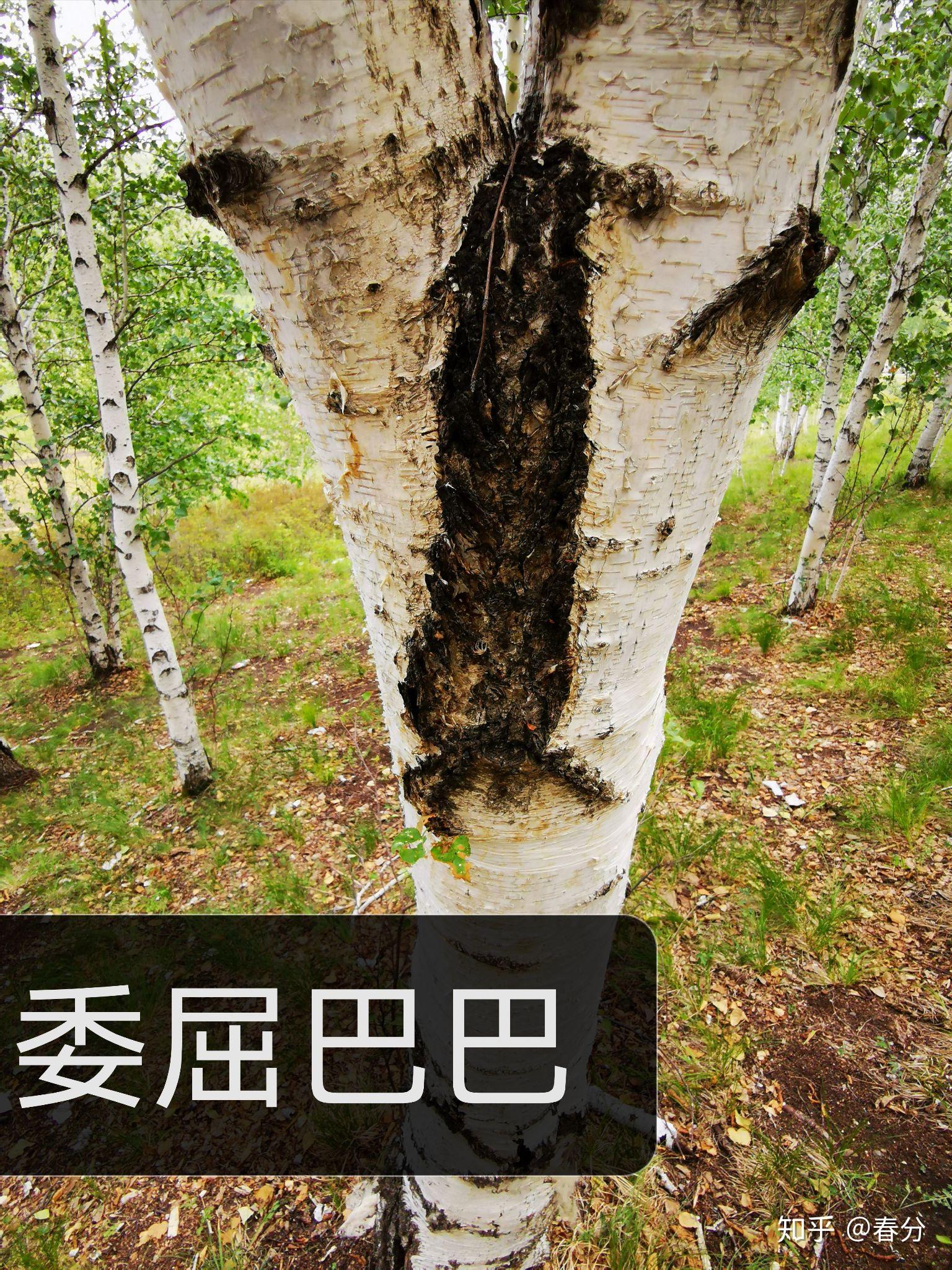 《白桦树的眼》 - 知乎