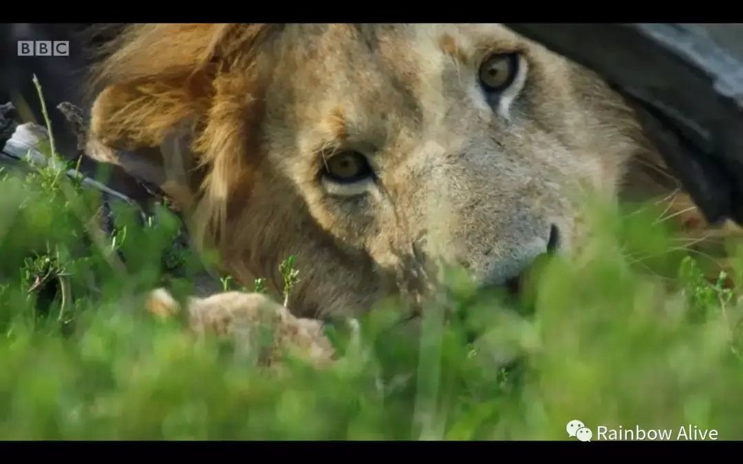 如何评价自然类纪录片王朝dynasties第三集狮子