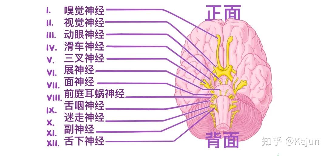 人体解剖学基础——人体十二对颅神经 - 知乎