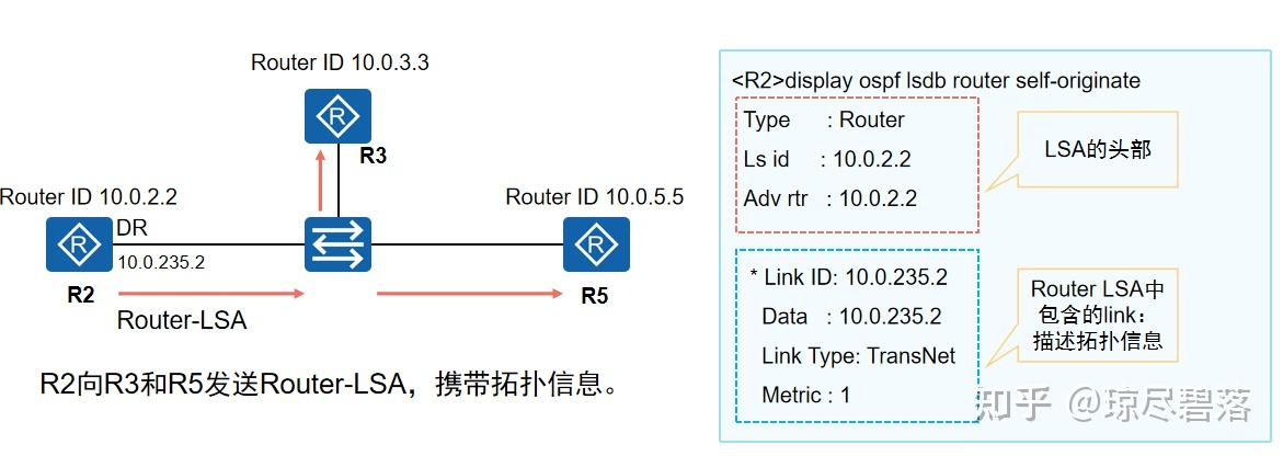 OSPF-1类Router LSA学习 - 知乎