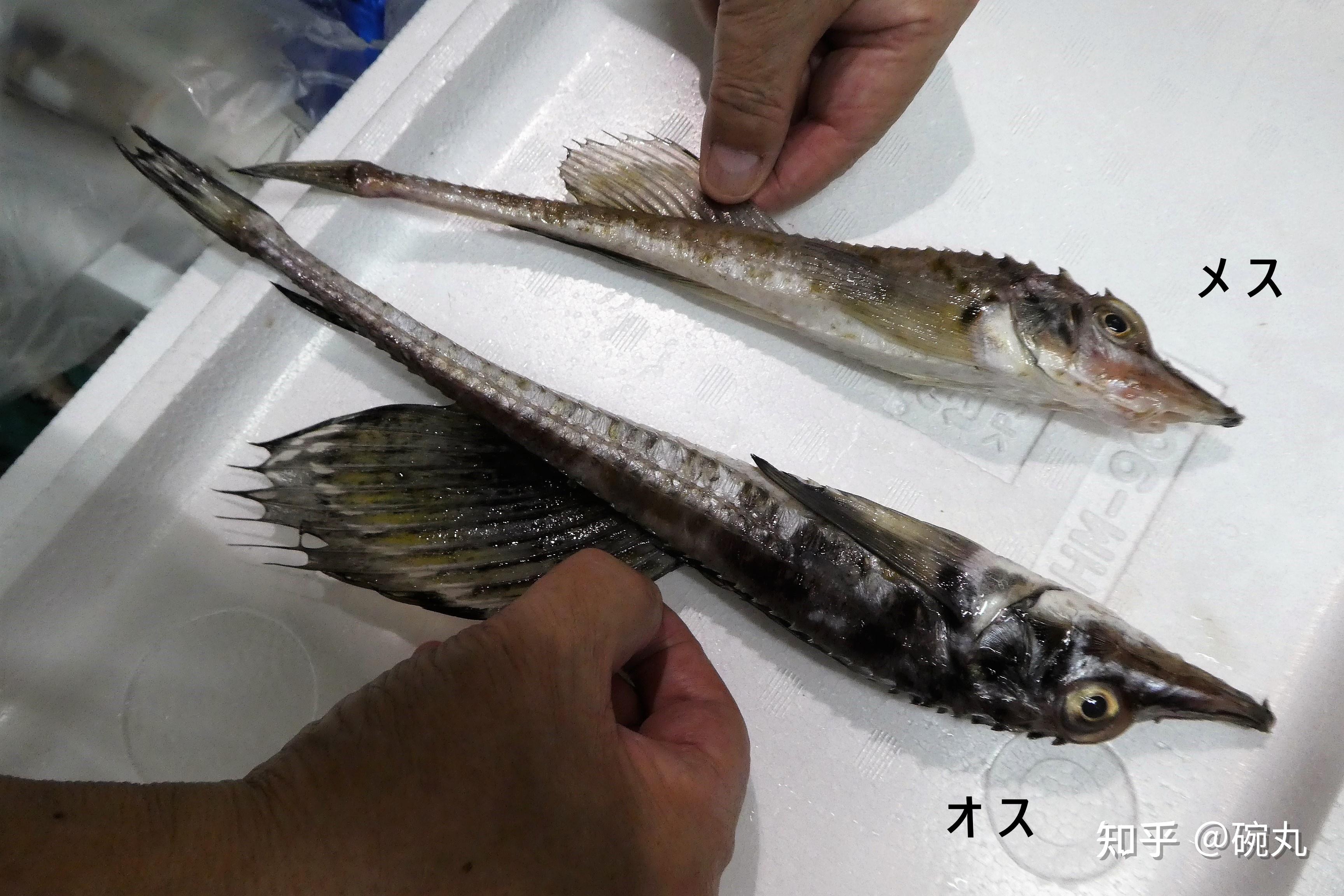特鳍 | 这种别名为“八角”的鱼,到底有多香? - 知乎