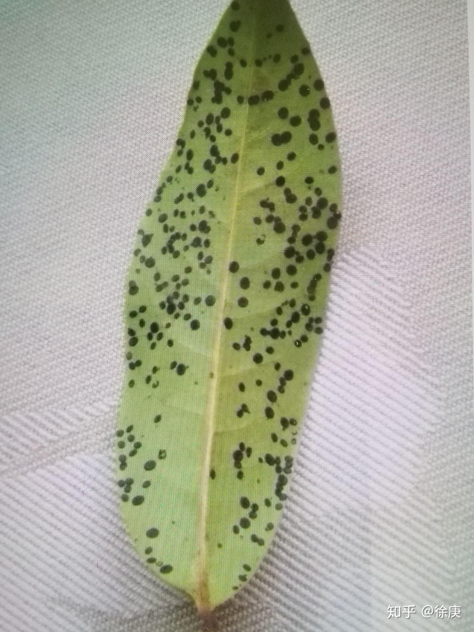 20年的桂花树树叶反面出现大量黑色点状正面没有黑点黑点用指甲扣能